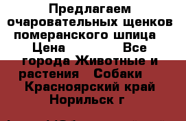 Предлагаем очаровательных щенков померанского шпица › Цена ­ 15 000 - Все города Животные и растения » Собаки   . Красноярский край,Норильск г.